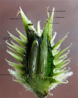  Female Capitulum V.S.